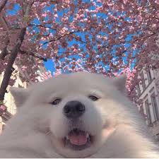 Dogs Aesthetic Flowers Puppy Animal Cute Dog Pet Https Weheartit Com Entry 327206116 Animals Cute Animals Cute Dog Memes