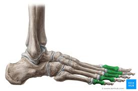 A joint is defined as a connection between two bones in the skeletal system. Phalanges Of The Foot Anatomy And Ossification Kenhub
