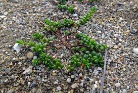 Image result for Polycarpon