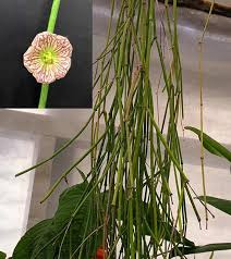 Image result for Cynanchum