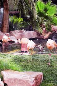 The Wildlife Habitat At Flamingo Las Vegas Blog Mitzie Mee Flamingo Las Vegas Las Vegas Vegas