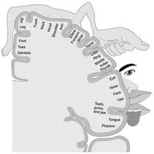Image result for Neurologic Lesion Localization