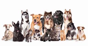 Cats make wonderful companions and there are many cats and kittens available for adoption at the rspca. Pet Coalition Of Greater Cincinnati