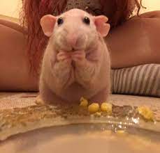 Fred Enjoying Some Sweetcorn Aww Cute Rat Cuterats Ratsofpinterest Cuddle Fluffy Animals Pets Bestfriend Ittssof Pet Rats Cute Rats Hairless Rat