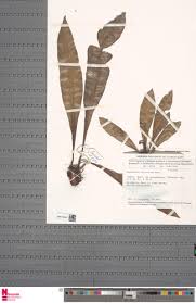 Image result for Asplenium africanum