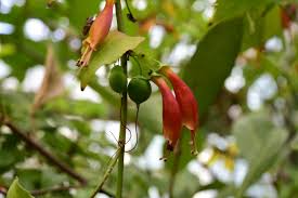 Image result for Halleria lucida