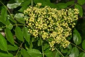 Image result for Rutaceae
