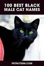100 Best Black Male Cat Names Cat Names Black Smoke Cat Male Black Cat Names