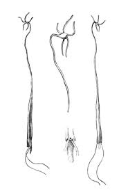 Image result for Asparagus radiatus