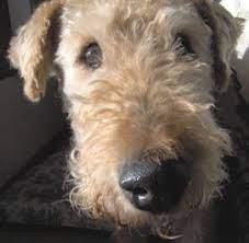 Senior Airedales National Airedale Rescue Usa Old Dogs Senior Dog Rescue