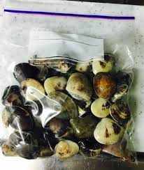 ハマグリ の 保存 方法