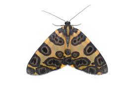 Black And White Spotted Moth Pa Geometer Moth Beautiful Bugs Moth Insect Collection