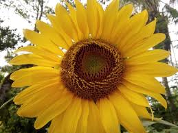 Inilah gambar bunga matahari yang paling indah terpopuler. This Is The Very Beautiful And Beautiful Sun Flow I Am Photo In My Household Steemit