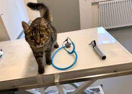 Die wilden katzen werden übrigens 1 tag nach der kastration dort wieder ausgesetzt, wo man sie aufgegriffen hatte. Katze Kater Kastrieren Ablauf Vorteile Nachteil Op