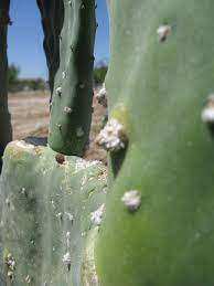 All plants that grow in the desert, including cacti, develop unique characteristics that help them to survive the intense heat and limited water supply. Xtremehorticulture Of The Desert White Flufffy Insects Common Problem On Many Cacti