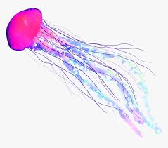 Jellyfish Fish Seas Underwater Freetoedit Transparent Background Jellyfish Transparent Hd Png Download Kindpng To view the full png size resolution click on any of the below image thumbnail. jellyfish fish seas underwater