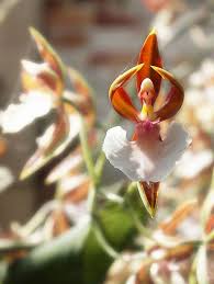 Download rare orchid stock photos. The Top 20 World S Unusual Flowers Rare Flower Names Pictures List