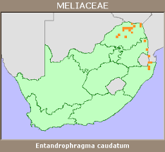 Image result for Entandrophragma caudatum