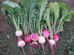 The seeds have started to grow?? How To Grow Watermelon Radish Plant Instructions