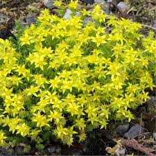 Many gardeners are familiar with upright varieties of sedum, such as sedum 'autumn joy,' as excellent plants for color in the hot, dry days of late summer and early autumn. Plants Of Gold Moss Sedum Acre The Original Garden