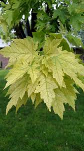 Image result for iron deficiency in trees