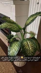 نباتات indoor plants plant decor indoor garden vines