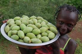 Image result for Buchnera nuttii