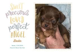 Check out our list of puppies that are ready to find homes. Bo Chi Puppies For Sale North Carolina