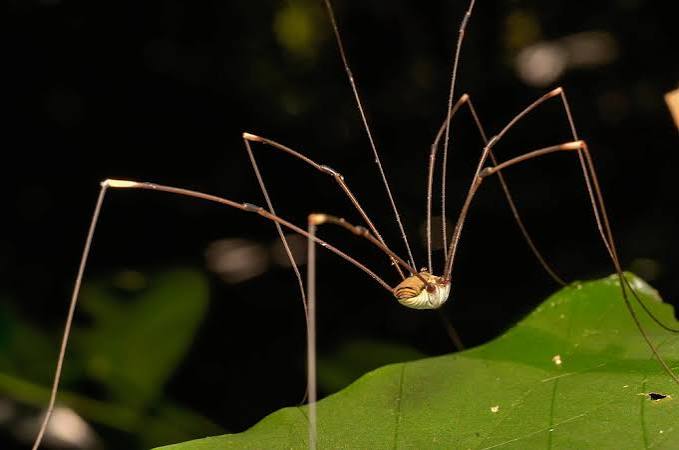 Daddy Longlegs Have False Reputations