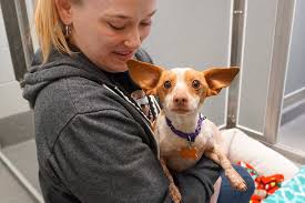 Also offers free boarding and medical care for pets belonging to victims of domestic violence through shelby safepet program. Kitsap Humane Society Kitsap Daily News