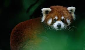 Chaam, one of the most fascinating type of ritual dance performed by the lamas, which involves brightly colored. Giant Panda Protects Red Pandas In Sikkim Red Pandazine