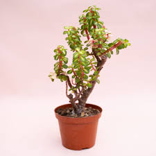 Image result for Portulacaria