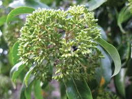 Image result for Nuxia congesta