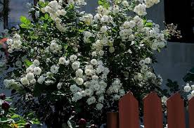 My Roses