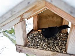 Wenn man morgens bereits ihren gesang hört, ist dies eine besondere art den tag zu beginnen. Vogel Futtern Amsel Und Rotkehlchen Bevorzugen Obst Berlin De