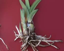 Image result for Eulophia eylesii