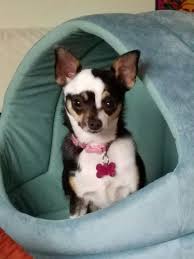 Listings on this page do not constitute either an endorsement or recommendation. Underdog Pet Rescue Mn The Y Guide