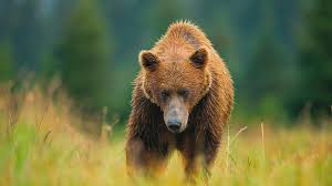 Maybe you would like to learn more about one of these? Summer Bear Wallpaper Animals Wallpaper Better