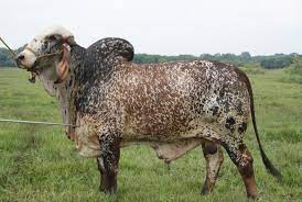 18 Cattel Ideas Beef Cattle Cattle Livestock