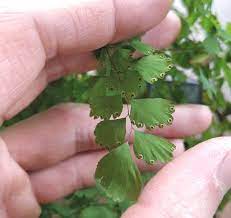 On the adiantum raddianum, the older foliage is dry and droopy, and the ends of the fronds are very brown. Maidenhair Fern Care Not That Delicate House Plant Journal