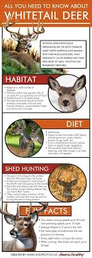 All You Need To Know About Whitetail Deer American Expedition Rustic Lifestyle Blog Whitetail Deer Deer Habitat Whitetail Deer Hunting