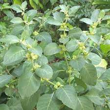 Ashwagandha Seeds 200 Seeds Per Pack Withania Somnifera Etsy In 2021 Organic Seeds Ayurvedic Plants Plants