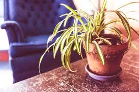 So, which ones are fast growing indoor plants? Spider Plant Chlorophytum Comosum Guide Our House Plants