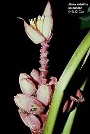 Image result for Musaceae