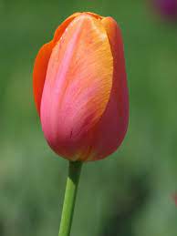 Jeroen Koeman Has Shared 1 Photo With You Beautiful Flowers Photos Tulip Bulbs Tulips