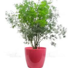 Image result for Asparagus macowanii