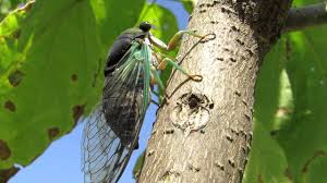 How to prepare for a swarm of cicadas this year—and why you should never kill them. 7 Things You Didn T Know About Cicadas University Of Arizona News