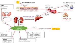 (1)westmead breast cancer institute, westmead hospital and the university of sydney, p.o. Vitamin D Deficiency And Its Treatment In Cystic Fibrosis Sciencedirect