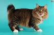 Page 12: American Bobtails for Sale | Cats on Oodle ...