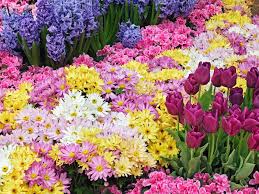 صور ورود جميلة اجمل صور الورد والازهار بجودة Hd سوبر كايرو